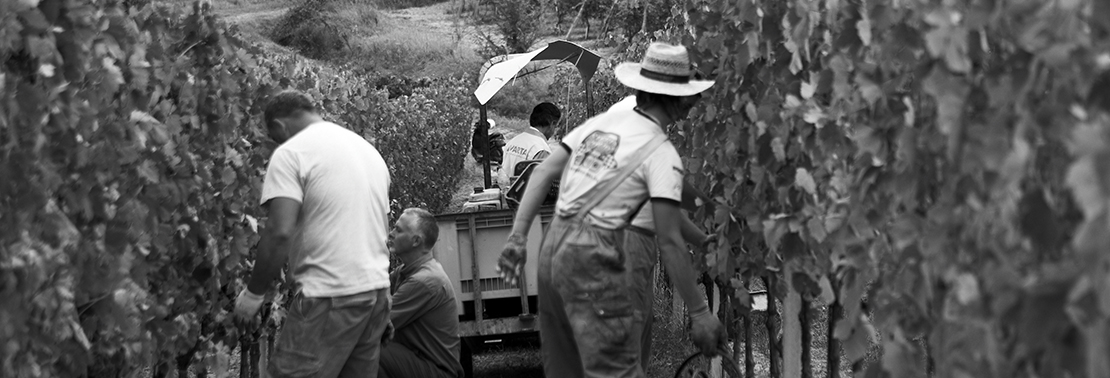 NEW Avamposti Altrove Nebbiolo